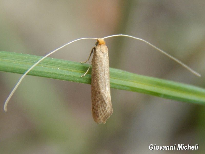 Adelidae da Identificare - Nematopogon sp.